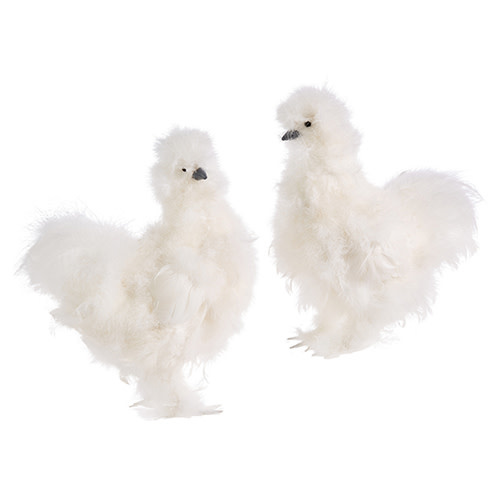 White Silky Chicken 13", Available for local pick up