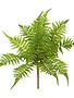 Green Fern Bush