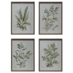 Botanical Print Wood Framed Glass, 19.5 x 27.5