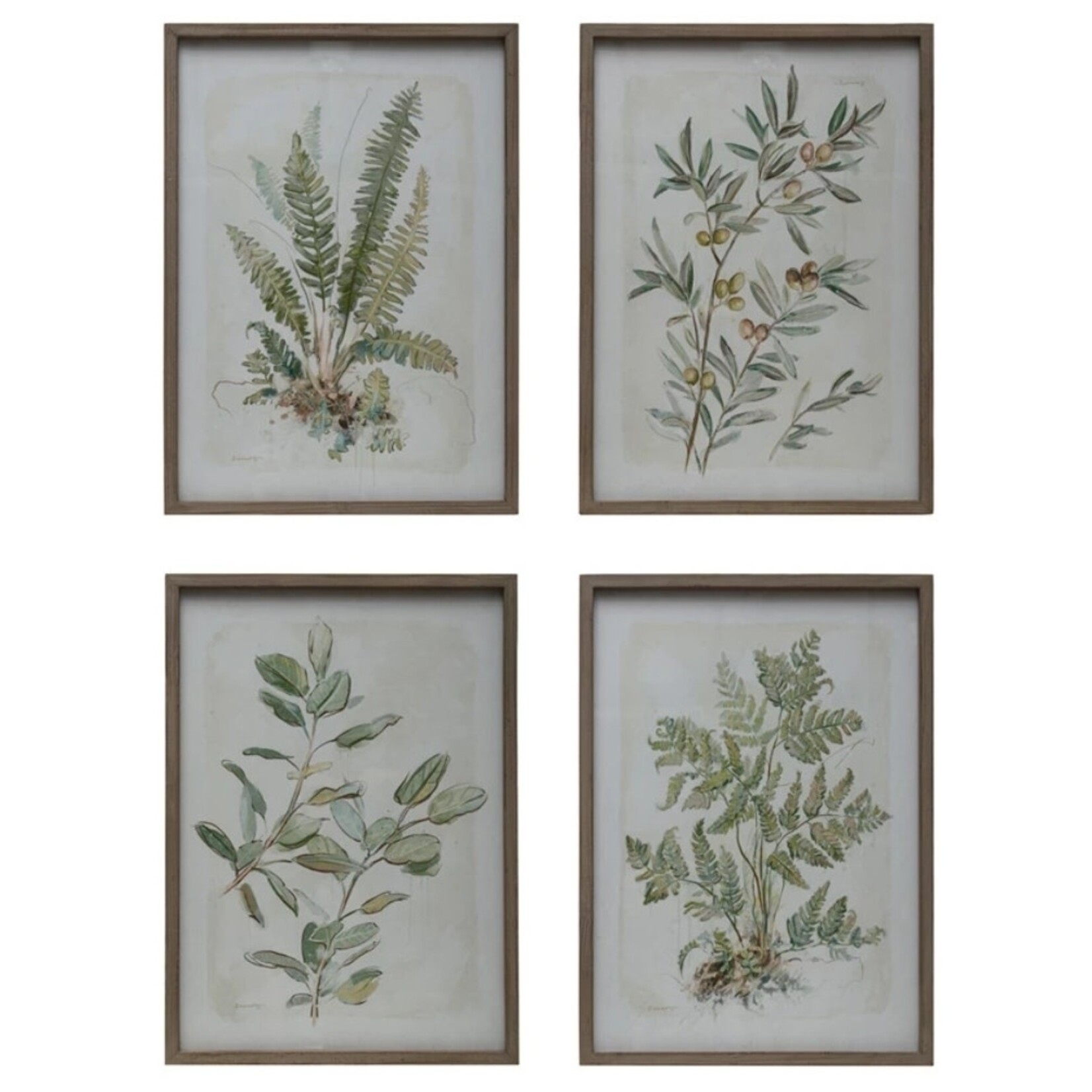 Botanical Print Wood Framed Glass, 19.5 x 27.5