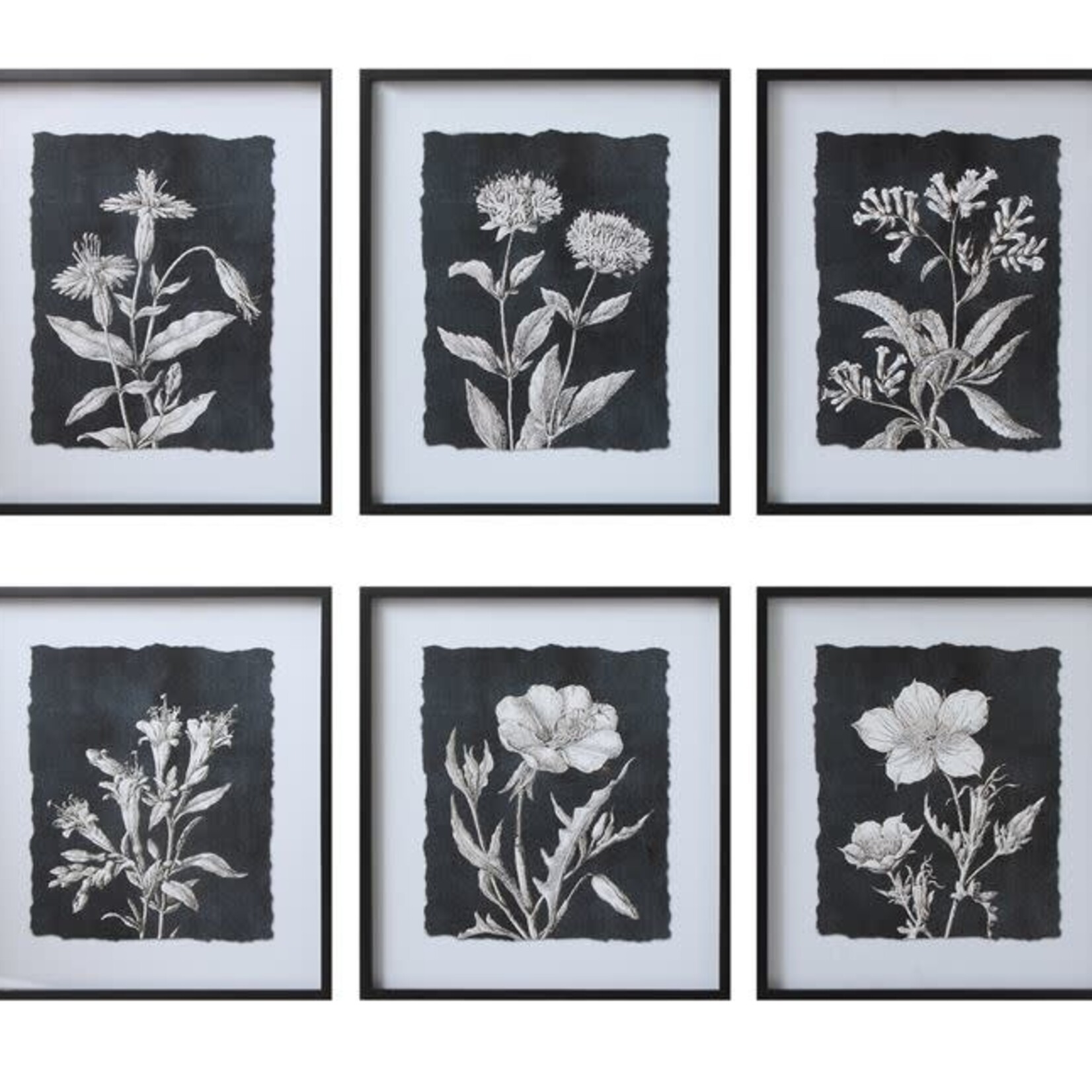 Black Botanical Print 6 options, 24"x 28"