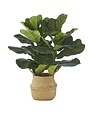 Fiddle Leaf Fig Plant in Basket, 28"