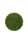 Sedum Ball, 4"