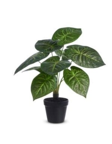 Potted Philodendron, 17 in.
