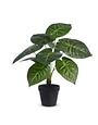 Potted Philodendron, 17 in.
