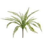 Button Fern Bush, 17 in.