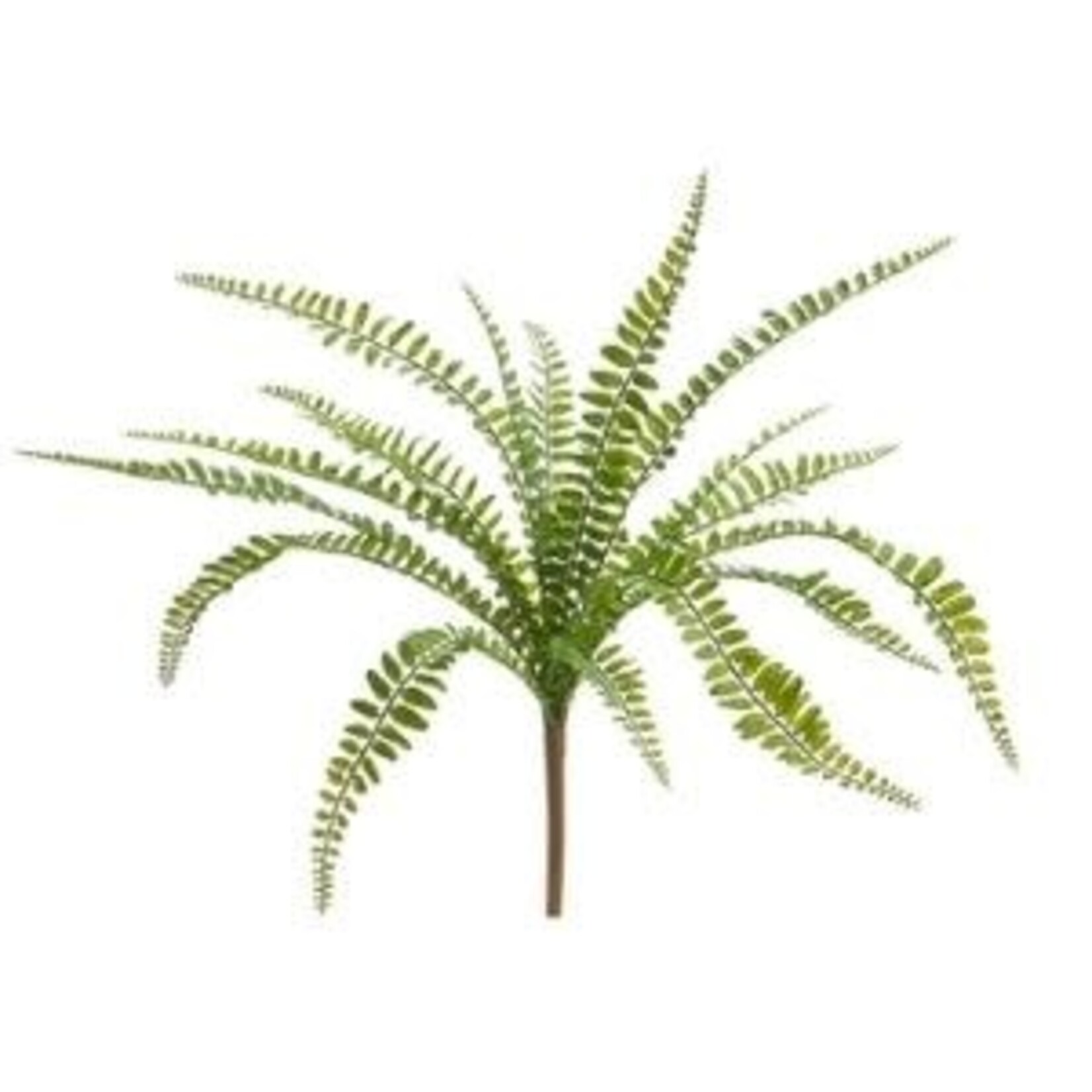 Button Fern Bush, 17 in.