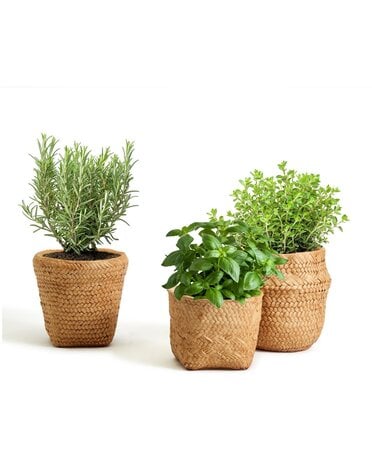 Assorted Basket Pattern Planter, priced individually