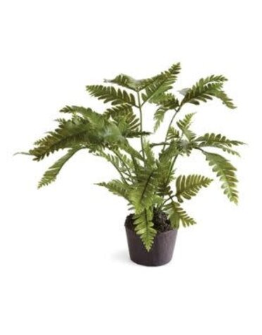 Lady Fern Drop-In, 8.5 in.