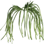 Botanica #2183