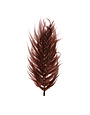 Dried Natural Fern Leaf, Pink