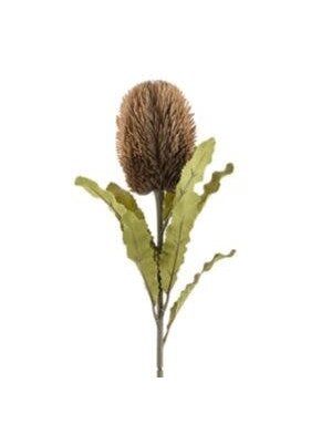 Banksia Floral Stem, Brown