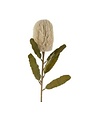Banksia Floral Stem, Cream