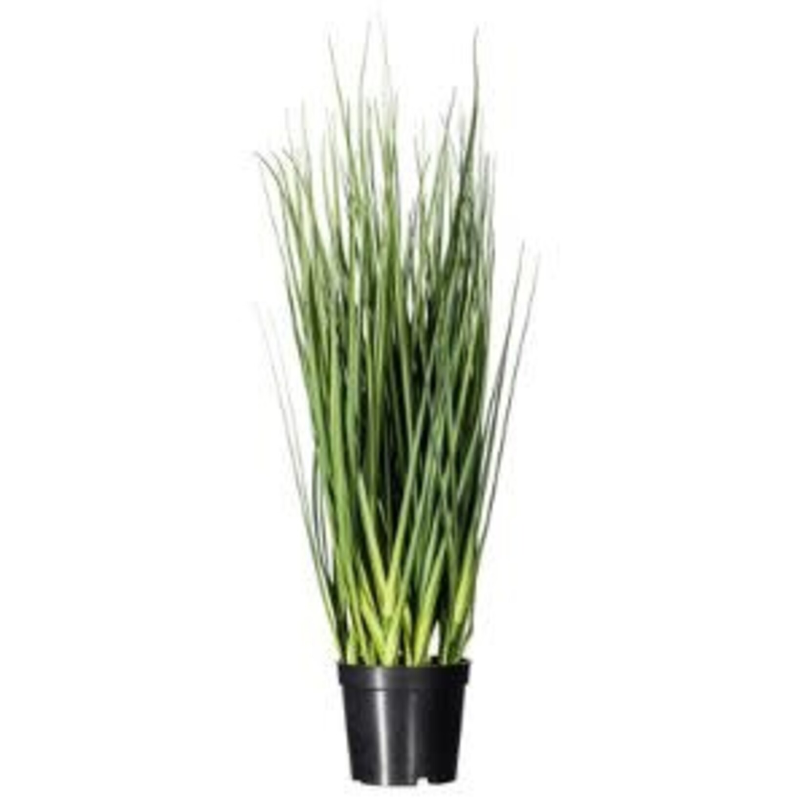 Extra Full Grass Potted, 24 in.