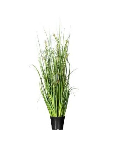 Green Sheep's Grass in Pot, 36 in.