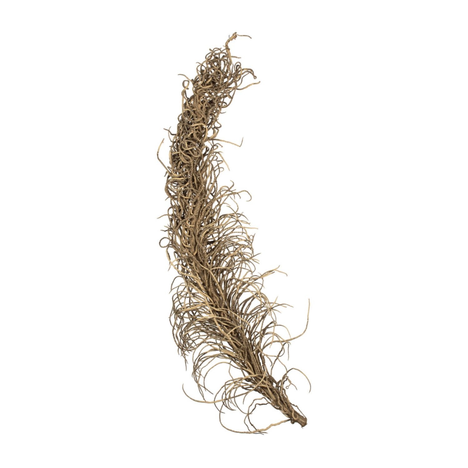 Natural Medusa Branch, Medium, 36-40 in.