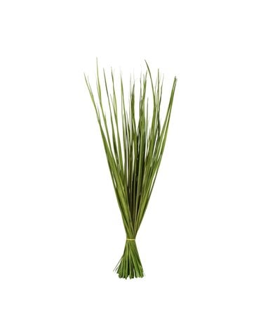 Basil Wild Flax Grass, 28-32 in.