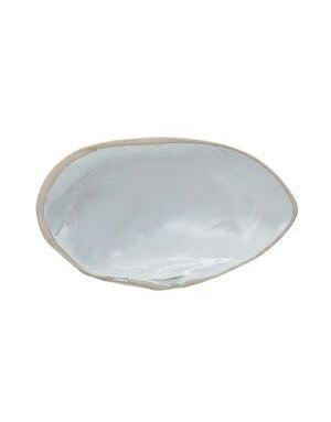 Stoneware Shell Shaped Dish, Reactive Glaze, White