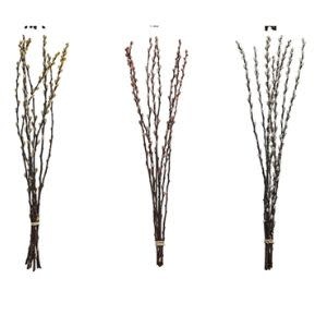 Dried Natural Pussy Willow Bunch, Assorted Colors, priced individually