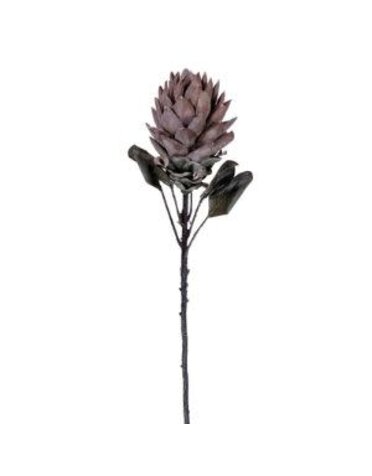 Dried Protea Stem, 30.5 in., Set of 2