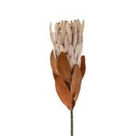 King Protea Floral Stem