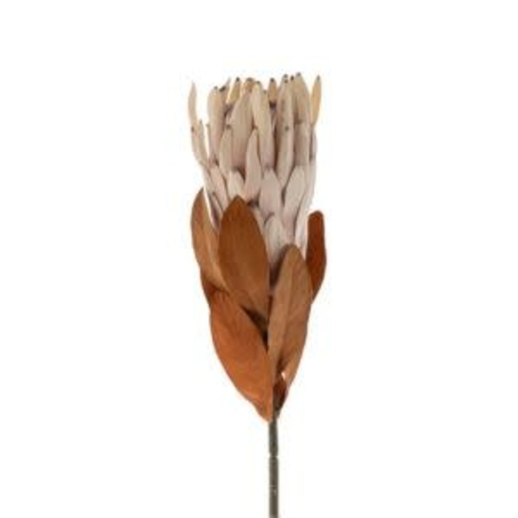 King Protea Floral Stem