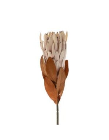 King Protea Floral Stem