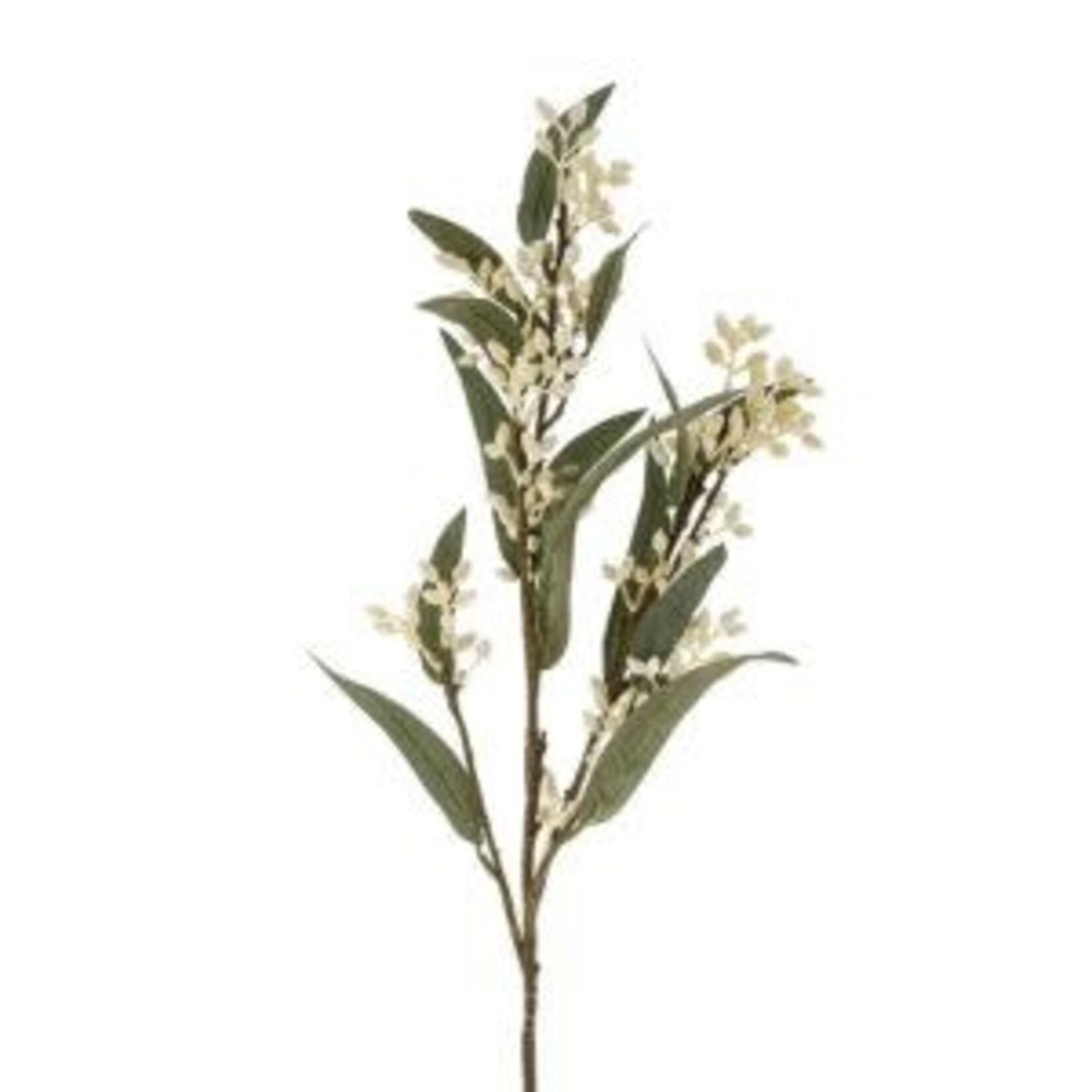 Flowering Eucalyptus Branch