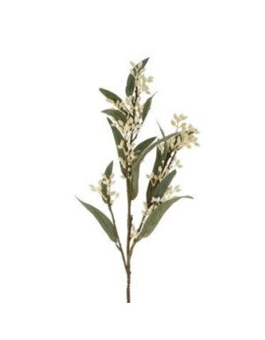 Flowering Eucalyptus Branch