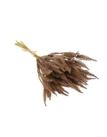 Mini Pampas Grass Bundle, Brown