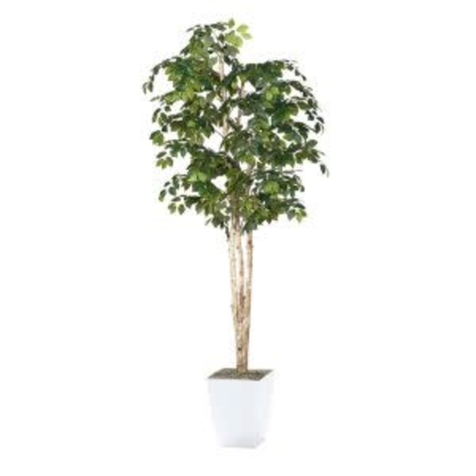 8' Sakaki Tree in White Metal Planter