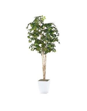 8' Sakaki Tree in White Metal Planter