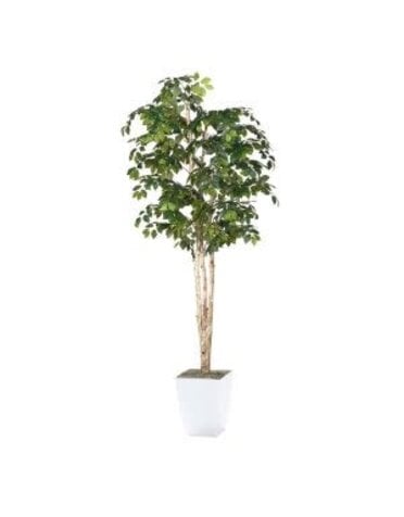 8' Sakaki Tree in White Metal Planter