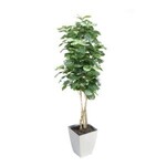 8' Fiddle Leaf Fig Tree in White Square Metal Planter