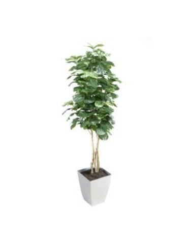 8' Fiddle Leaf Fig Tree in White Square Metal Planter