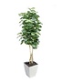 8' Fiddle Leaf Fig Tree in White Square Metal Planter