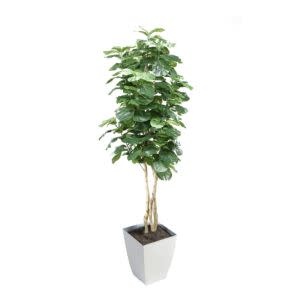 8' Fiddle Leaf Fig Tree in White Square Metal Planter