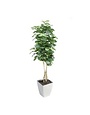 8' Fiddle Leaf Fig Tree in White Square Metal Planter