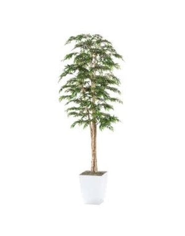 8' Ruscus Tree in White Metal Planter