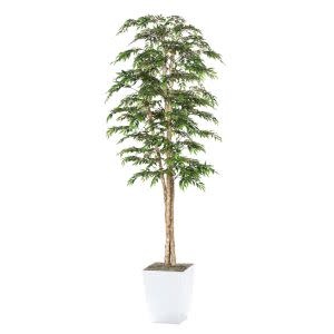 8' Ruscus Tree in White Metal Planter