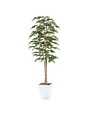 8' Ruscus Tree in White Metal Planter