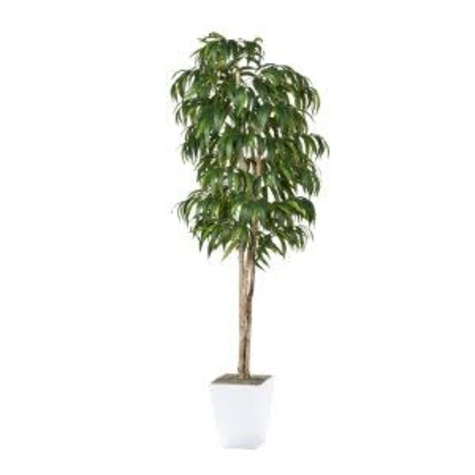 8' Weeping Ficus in White Metal Planter