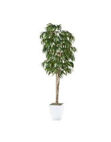 8' Weeping Ficus in White Metal Planter