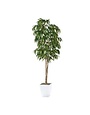 8' Weeping Ficus in White Metal Planter