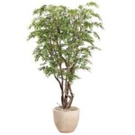 9.5' Ruscus Tree in Clay Bank Planter
