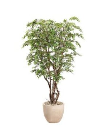 9.5' Ruscus Tree in Clay Bank Planter