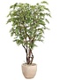 9.5' Ruscus Tree in Clay Bank Planter
