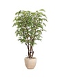 9.5' Ruscus Tree in Clay Bank Planter