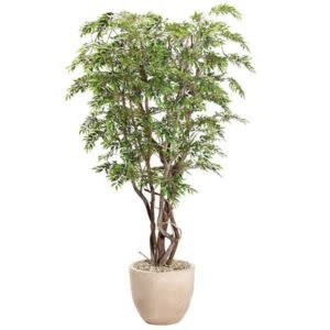 9.5' Ruscus Tree in Clay Bank Planter