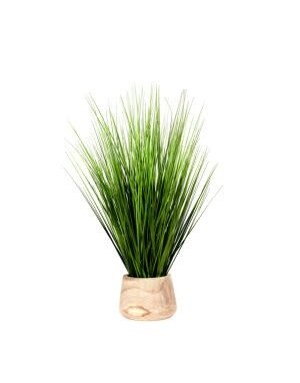 Onion Grass in Round Wood Planter, 20 X 8